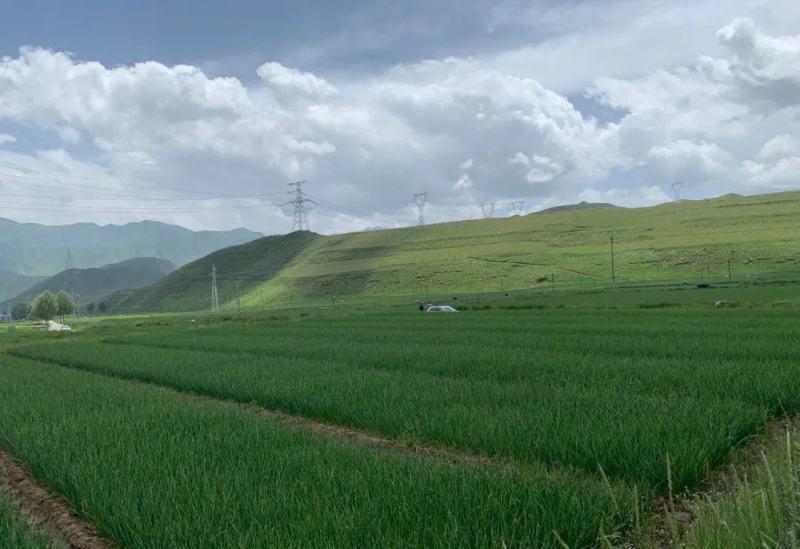高原一点红蒜苗