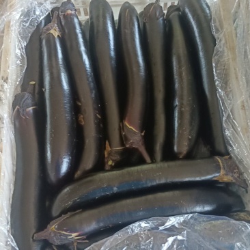 紫把茄子大龙产地直销一手货源价格美丽适合批发市场学校食堂