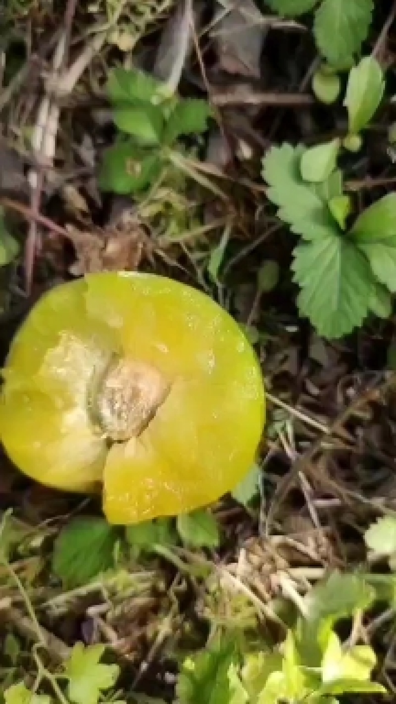 蜂糖李大量上市了，欢迎新老客户来看货订货