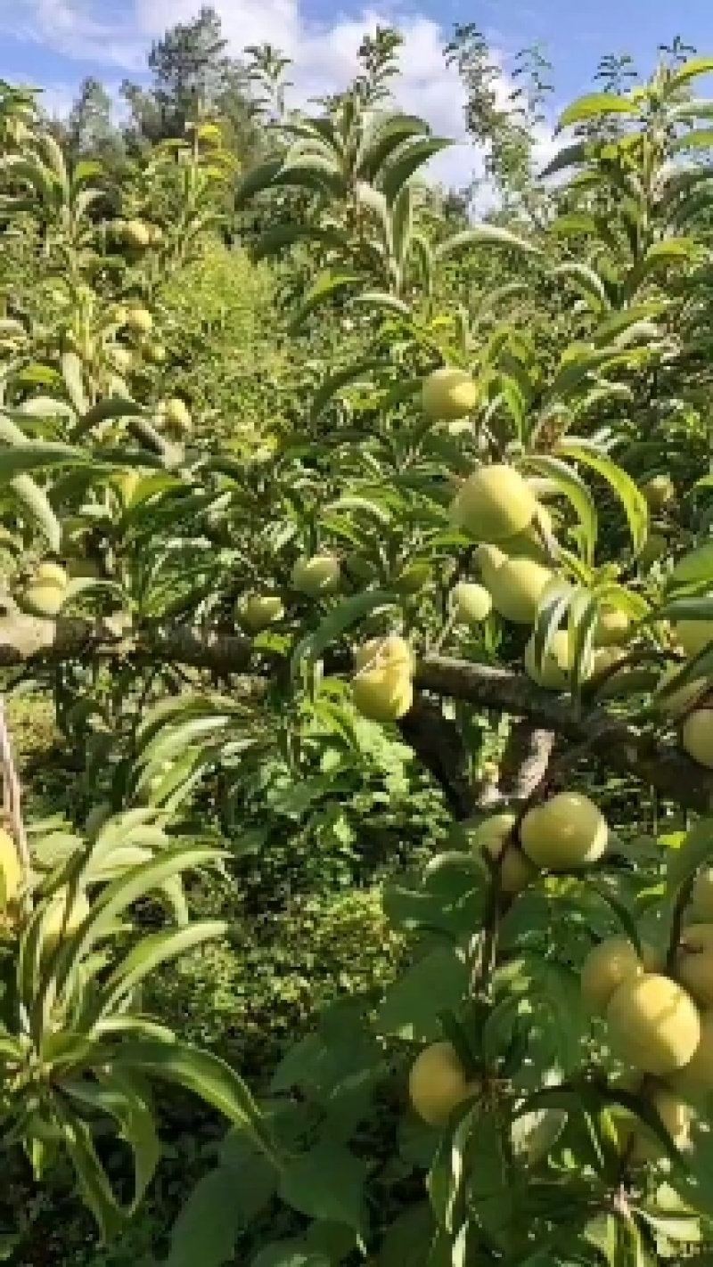 蜂糖李大量上市了，欢迎新老客户来看货订货