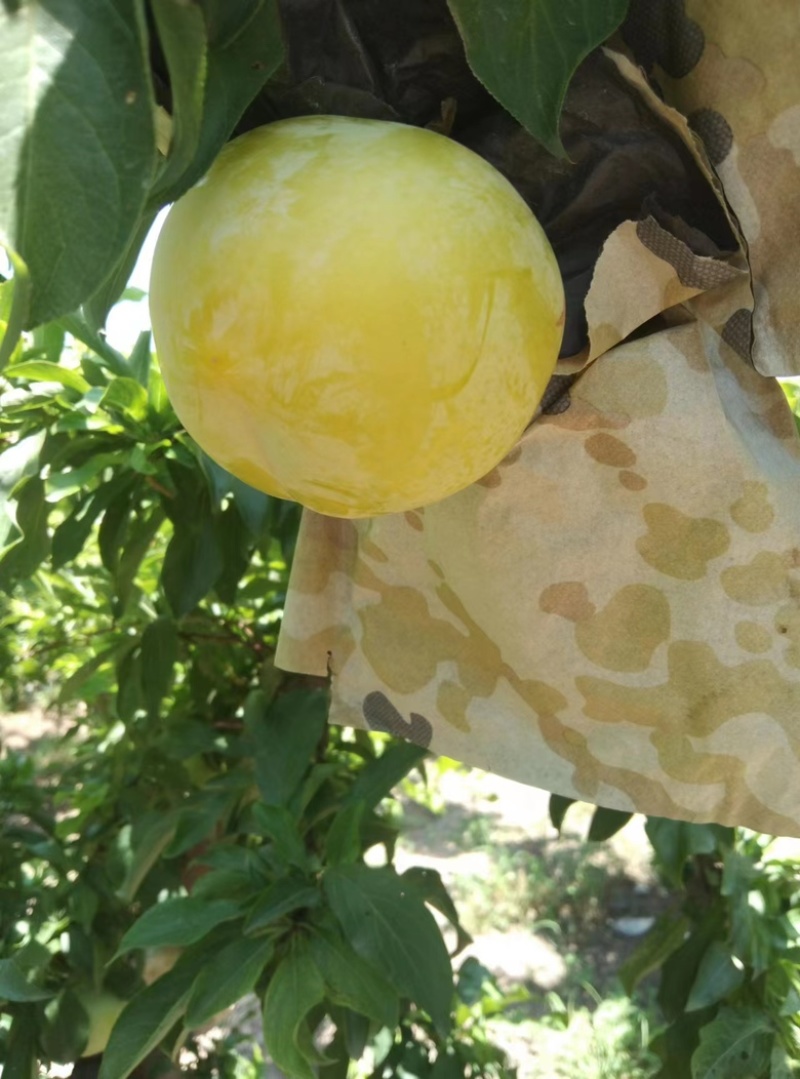 河南大红袍李子，精品好货，套袋，露地大量现货，