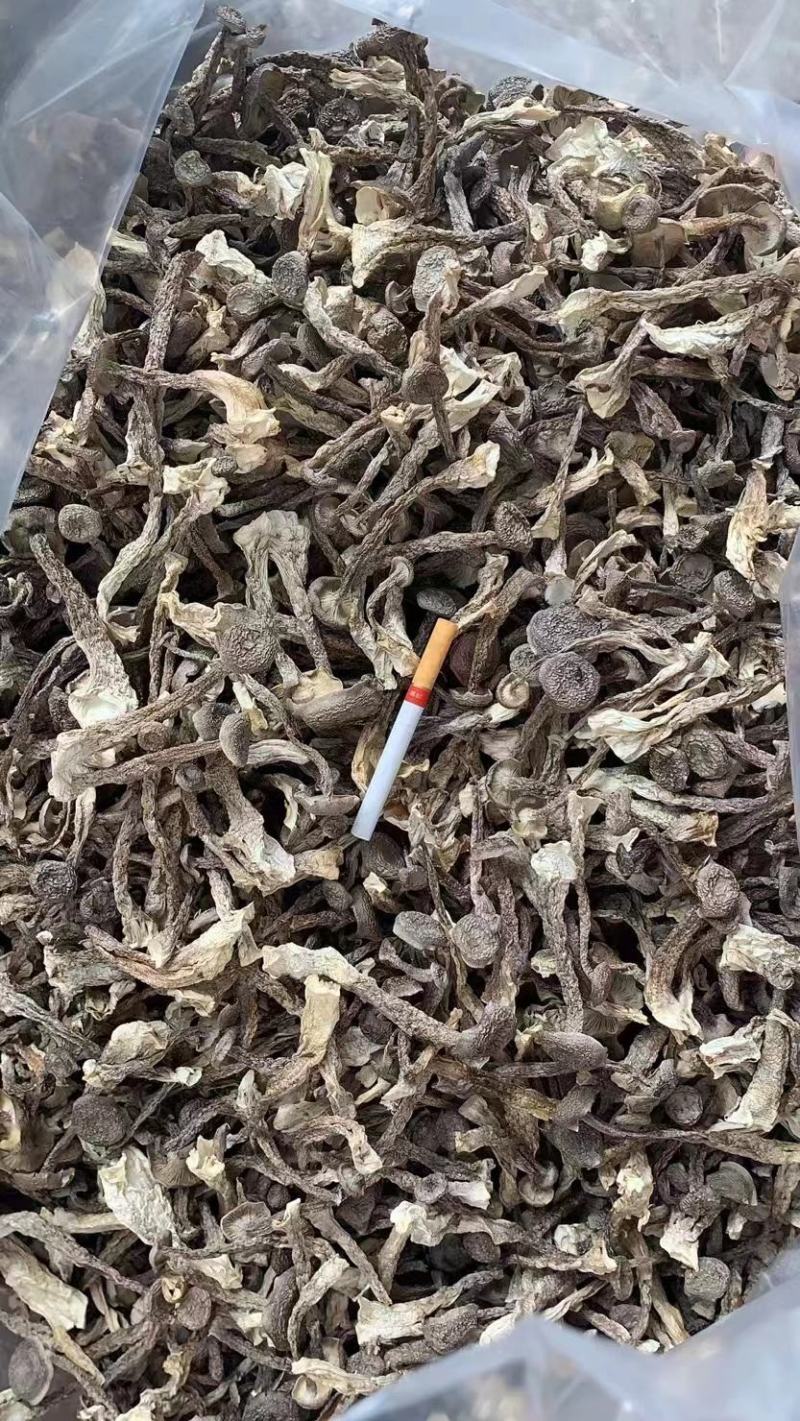 古田无硫干货鹿茸菇菌香浓郁品质保证量大从优