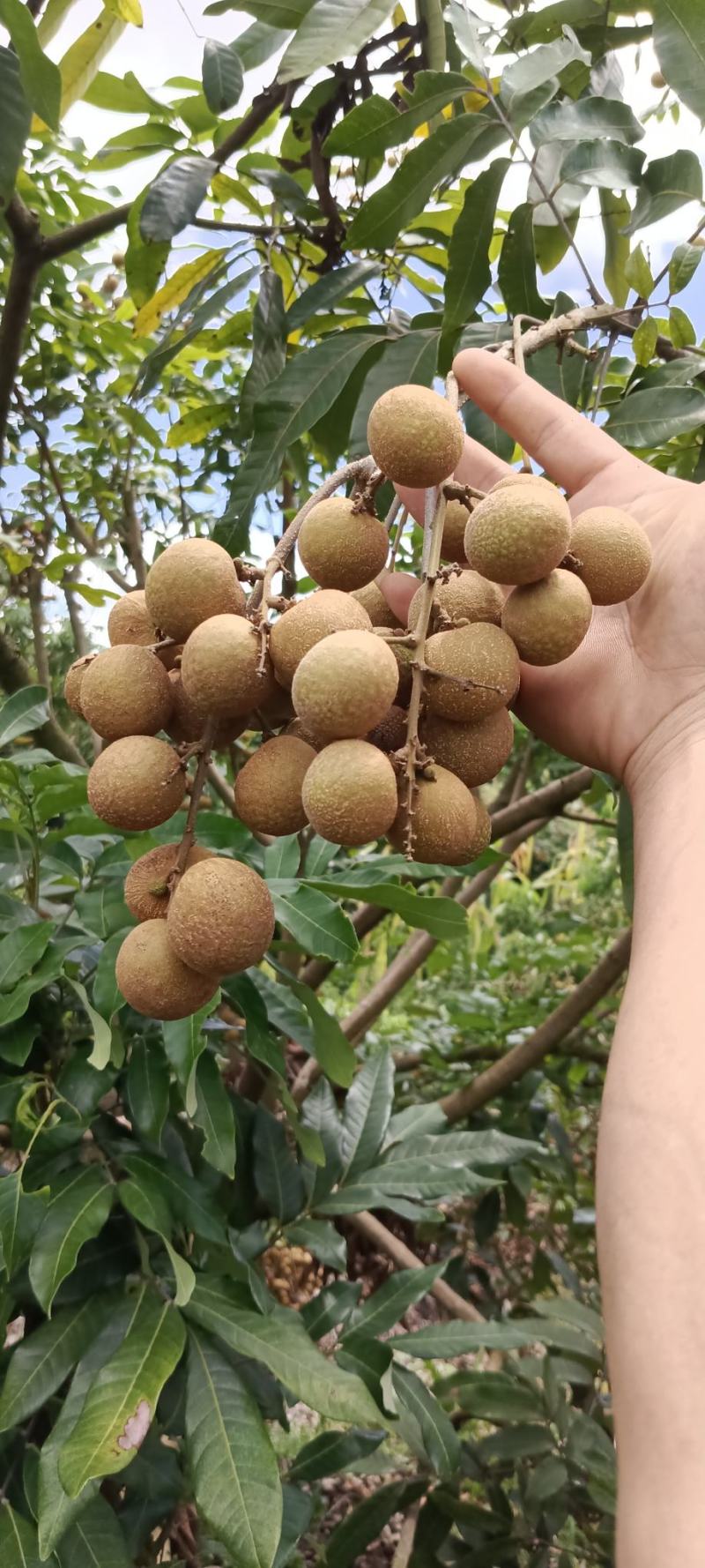 高州沙田储良龙眼高台园子货，统一管理质量保证，欢迎来洽谈