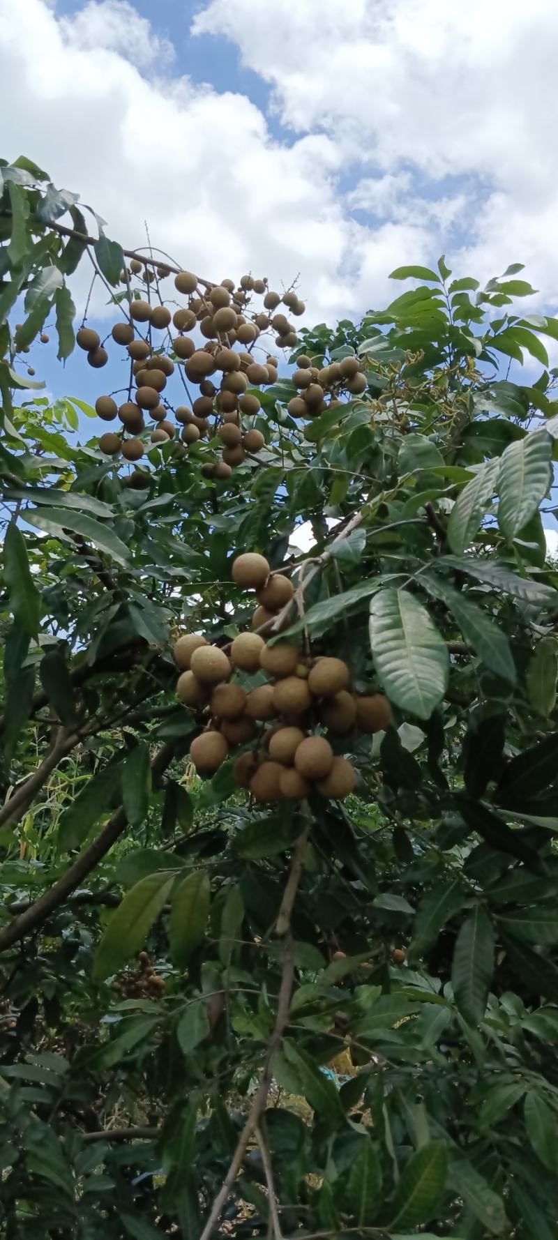 高州沙田储良龙眼高台园子货，统一管理质量保证，欢迎来洽谈