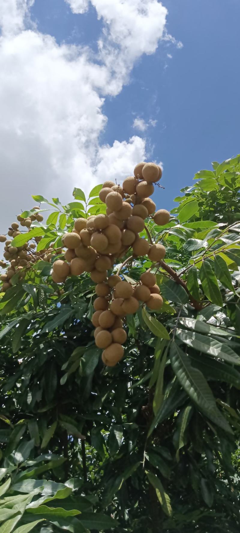 高州沙田储良龙眼高台园子货，统一管理质量保证，欢迎来洽谈
