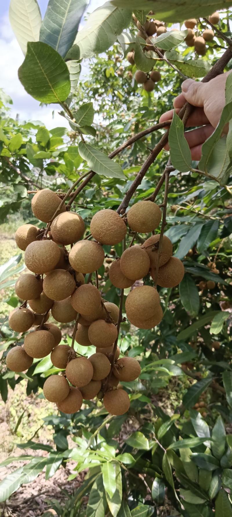 高州沙田储良龙眼高台园子货，统一管理质量保证，欢迎来洽谈