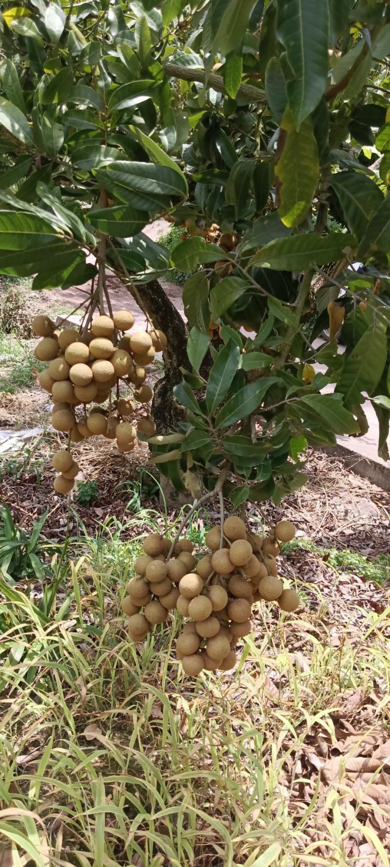 高州沙田储良龙眼高台园子货，统一管理质量保证，欢迎来洽谈