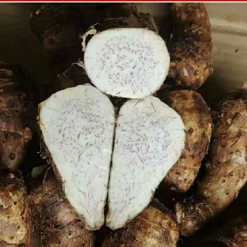 广东阳西芋头口感粉香，一级货源，有需要的老板可以联系我