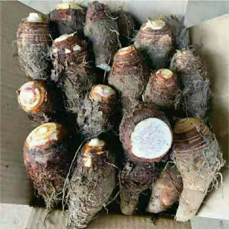 广东阳西芋头口感粉香，一级货源，有需要的老板可以联系我