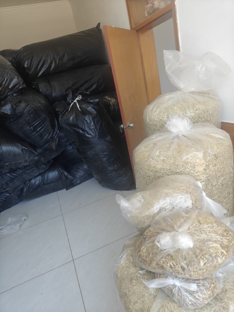 北花一号金银花