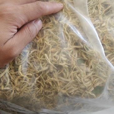北花一号金银花