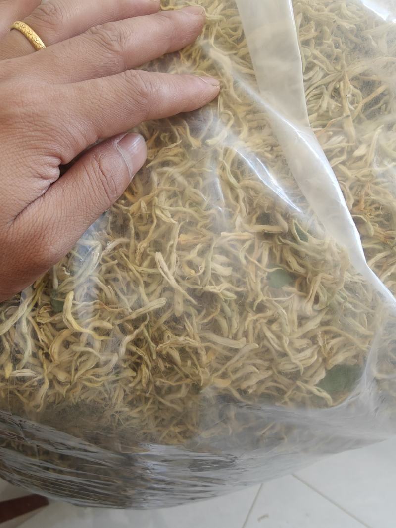 北花一号金银花