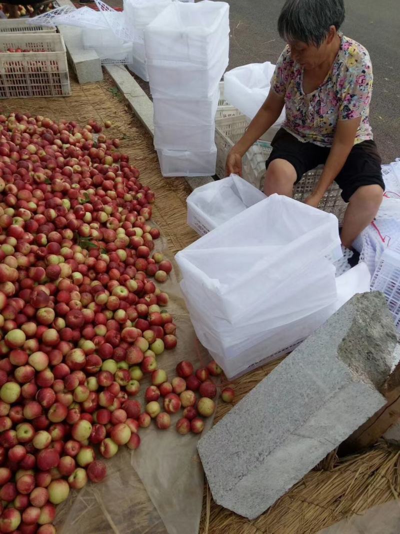 山东枣油桃大量上市珍珠枣油桃品质好一手货源全国发货