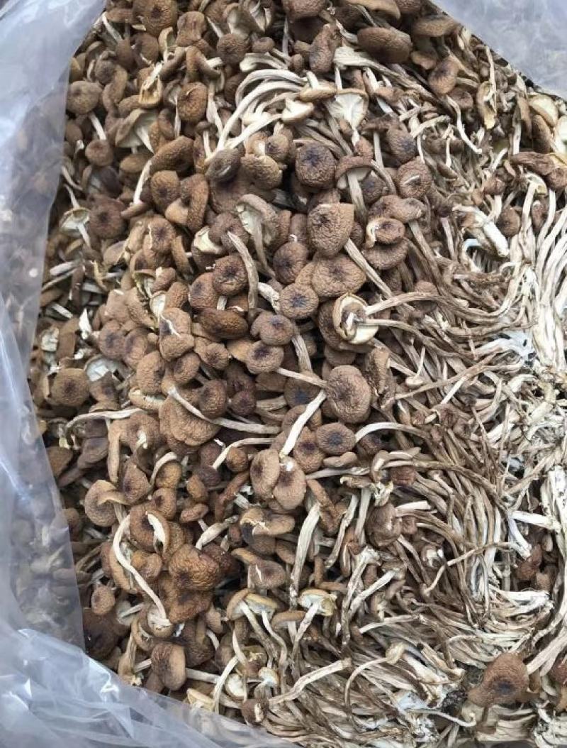 精选江西茶树菇开伞不开伞中粗细规格齐全