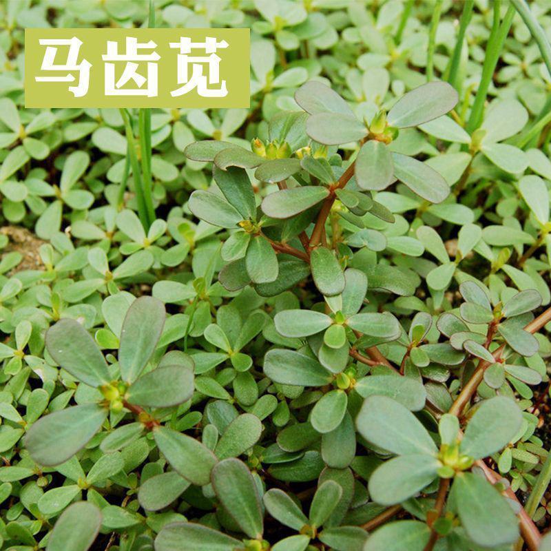 马齿苋种子耐旱耐涝生长快速营养价值高四季播种盆栽阳台庭院