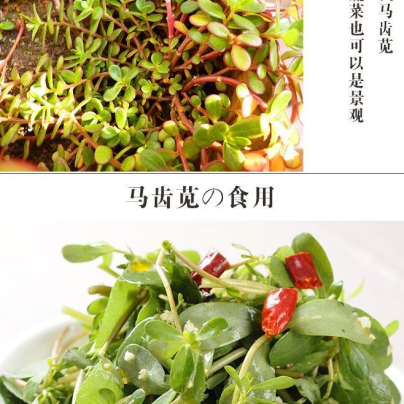 马齿苋种子耐旱耐涝生长快速营养价值高四季播种盆栽阳台庭院