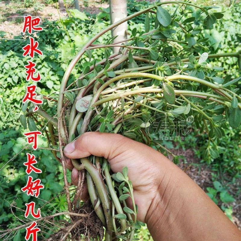 马齿苋种子耐旱耐涝生长快速营养价值高四季播种盆栽阳台庭院