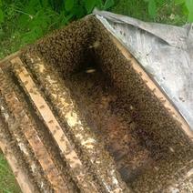 土蜂群50箱带蜜处理送30个箱子每箱46脾