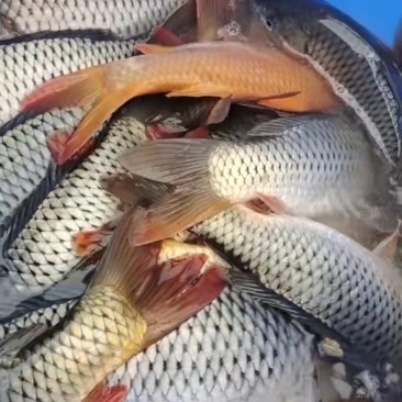 鲤鱼