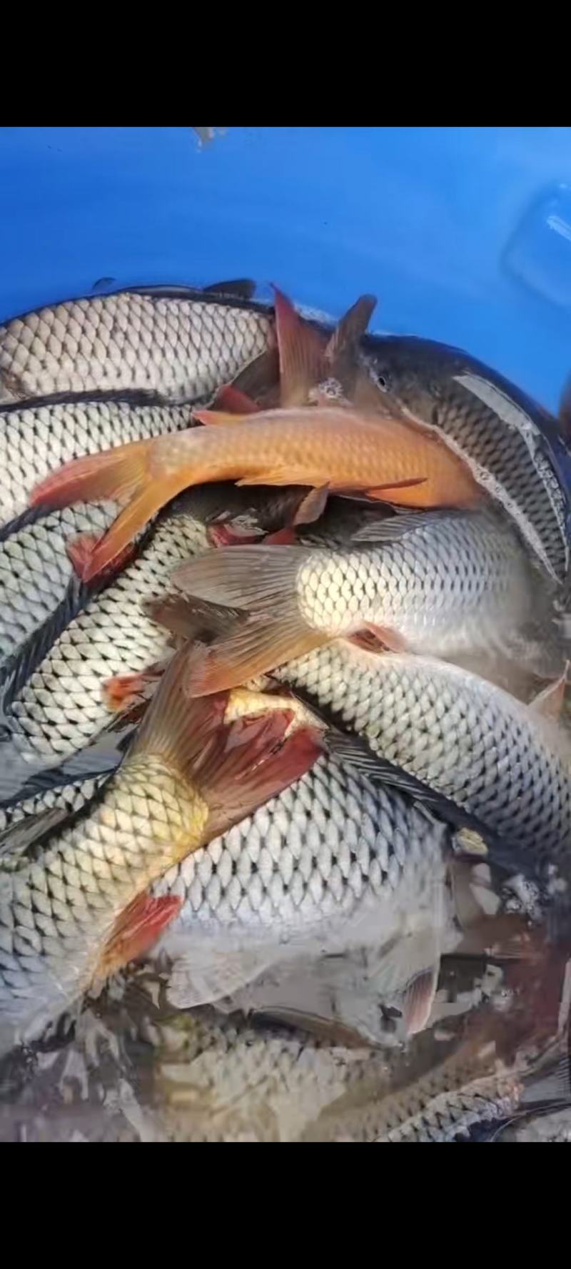 鲤鱼
