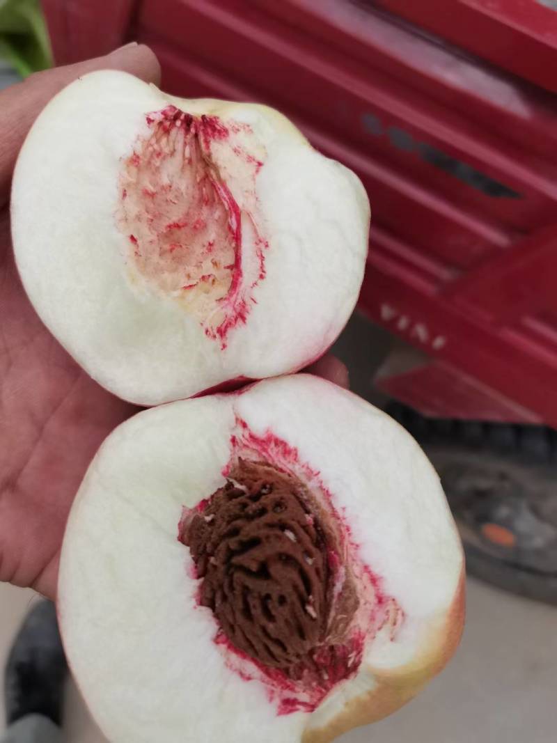 膜袋红不软大量上市口感脆甜，，颜色鲜亮货源充足