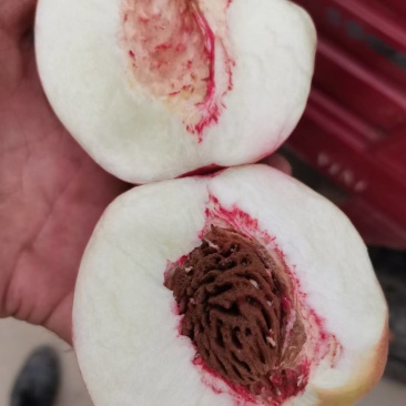膜袋红不软大量上市口感脆甜，，颜色鲜亮货源充足
