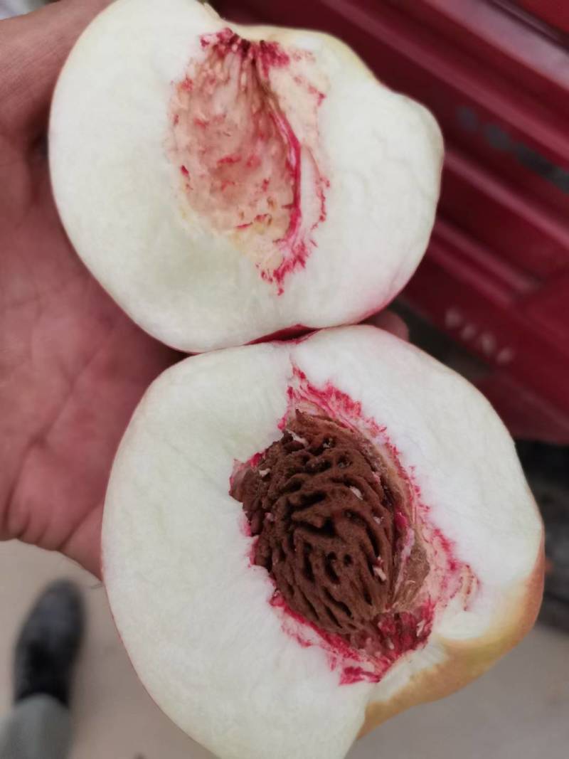 膜袋红不软大量上市口感脆甜，，颜色鲜亮货源充足