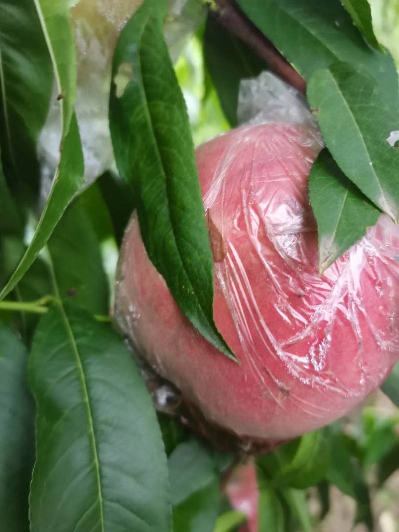 膜袋红不软大量上市口感脆甜，，颜色鲜亮货源充足