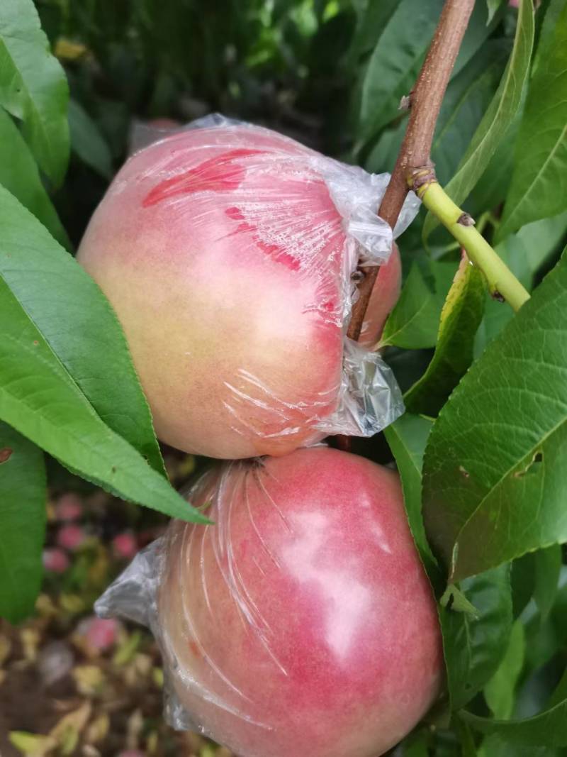 膜袋红不软大量上市口感脆甜，，颜色鲜亮货源充足