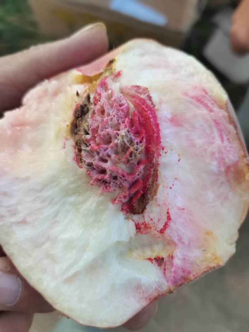 膜袋红不软大量上市口感脆甜，，颜色鲜亮货源充足