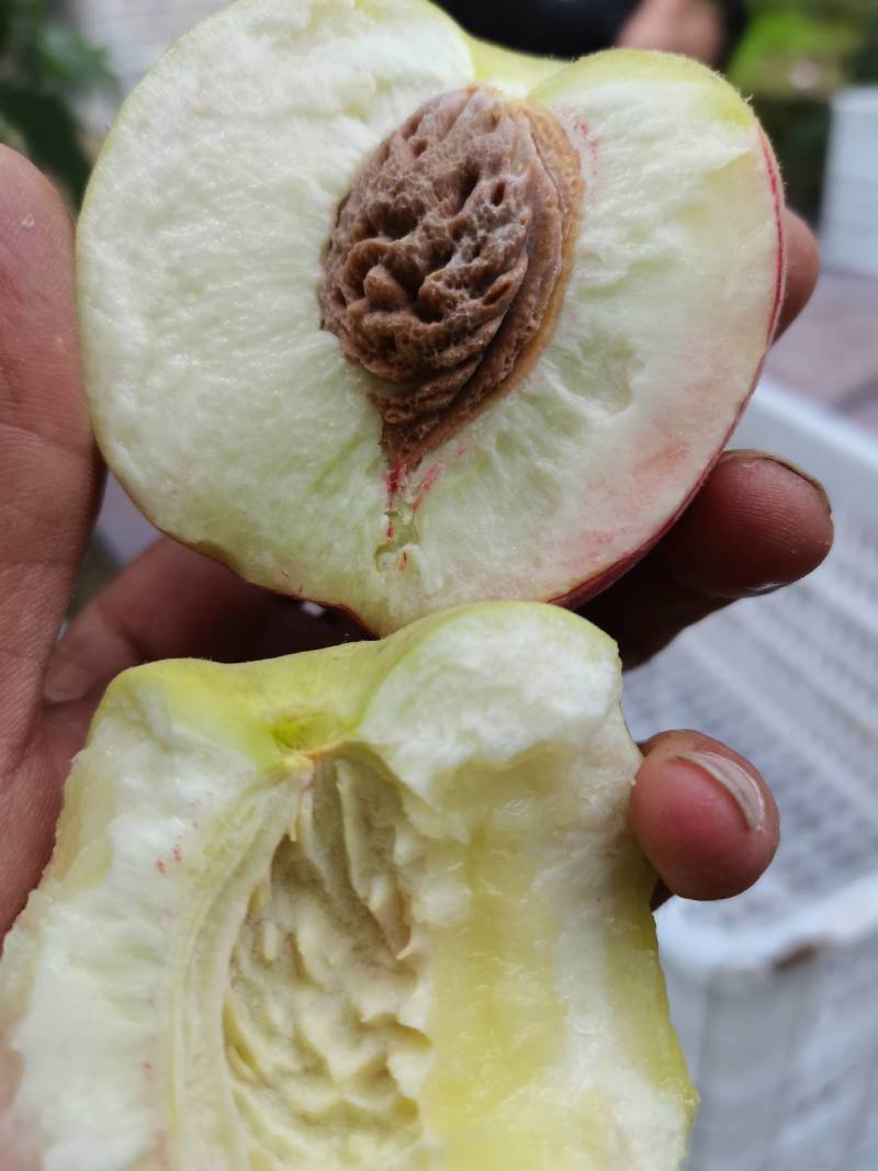 膜袋红不软大量上市口感脆甜，，颜色鲜亮货源充足