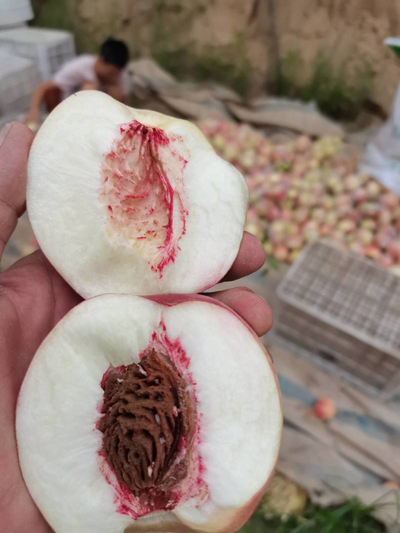 膜袋红不软大量上市口感脆甜，，颜色鲜亮货源充足