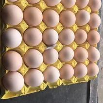 鲜鸡蛋（粉壳）