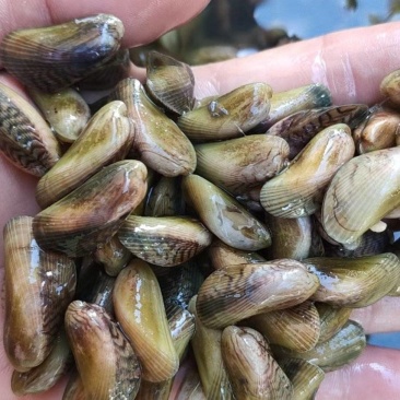 福建漳州海瓜子薄壳水产贝类蛤蜊花蛤可视频看货