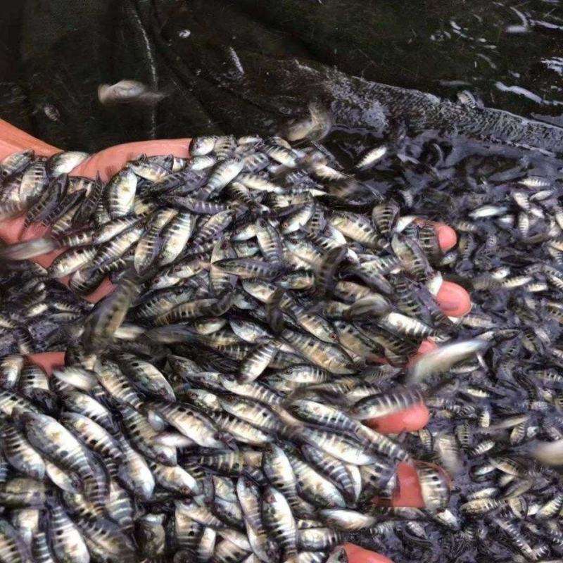 淡水石斑鱼苗，鱼场直发，花斑鱼苗，花老虎鱼苗