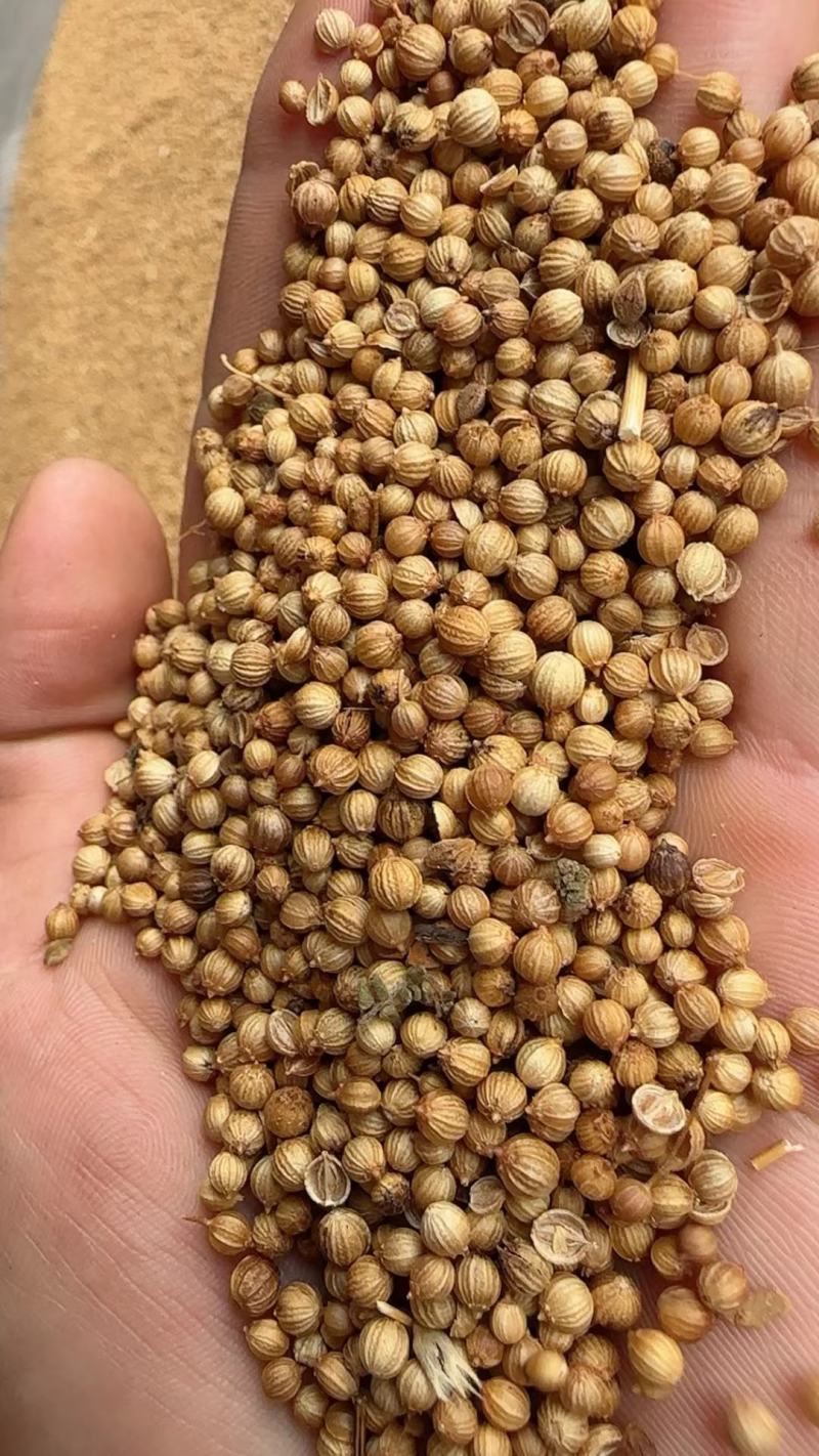 香菜籽，芫荽籽，胡荽籽进口大颗粒，国产香菜籽。