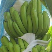 一代香蕉，新苗蕉价钱不贵，量大从优，货源稳定，优质货源