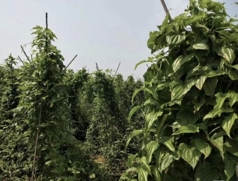 大量批发优质红花百部苗，