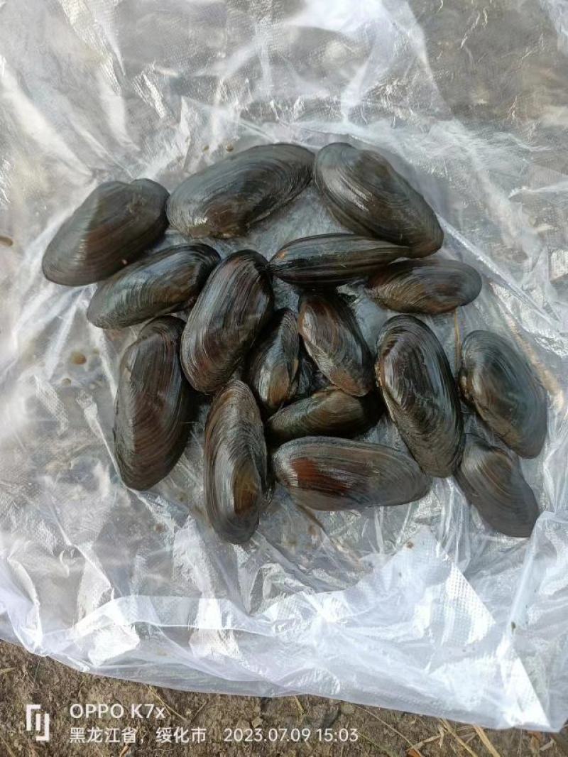 河蚌