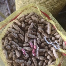 四粒红鲜花生大量上市