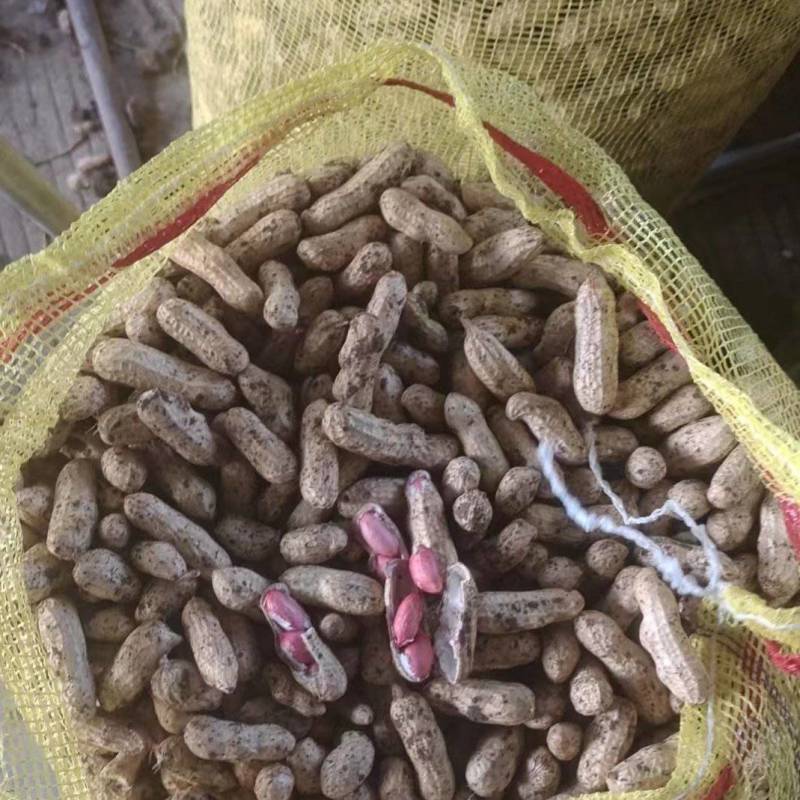 四粒红鲜花生大量上市