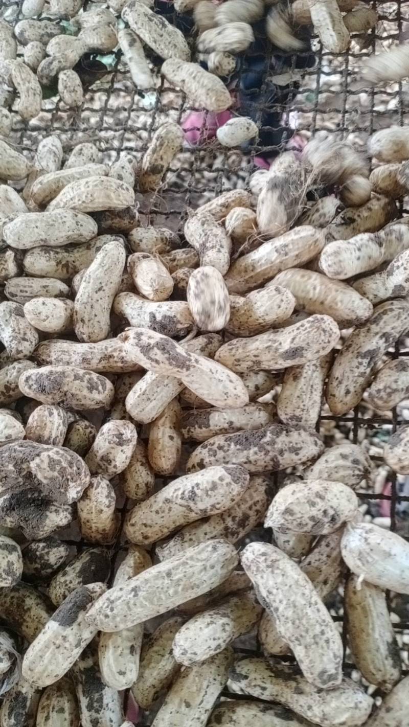 四粒红鲜花生大量上市