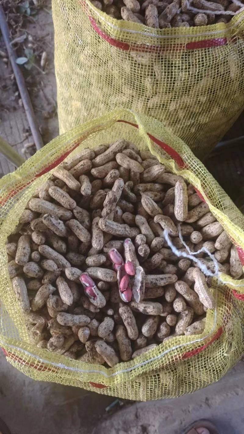 四粒红鲜花生大量上市