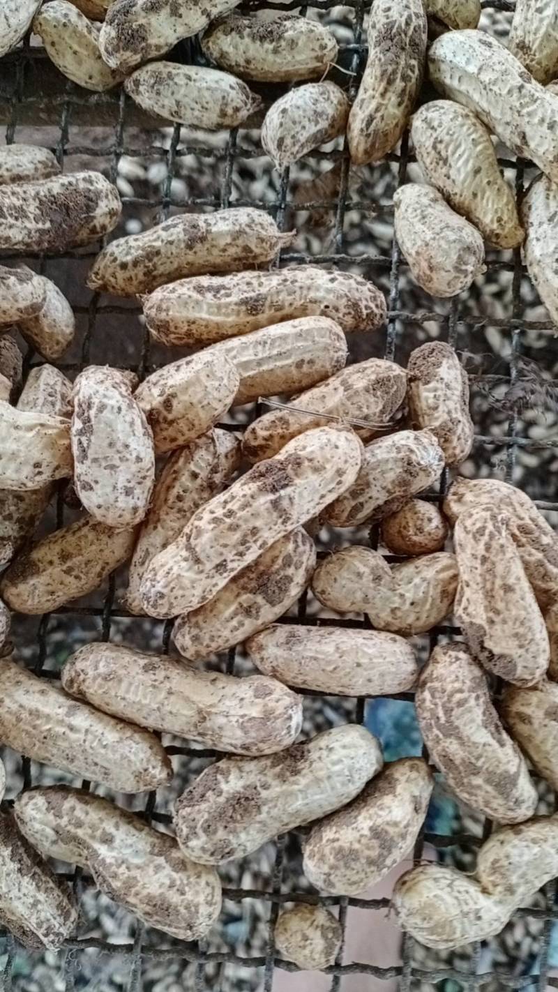 四粒红鲜花生大量上市
