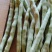四季豆白豆