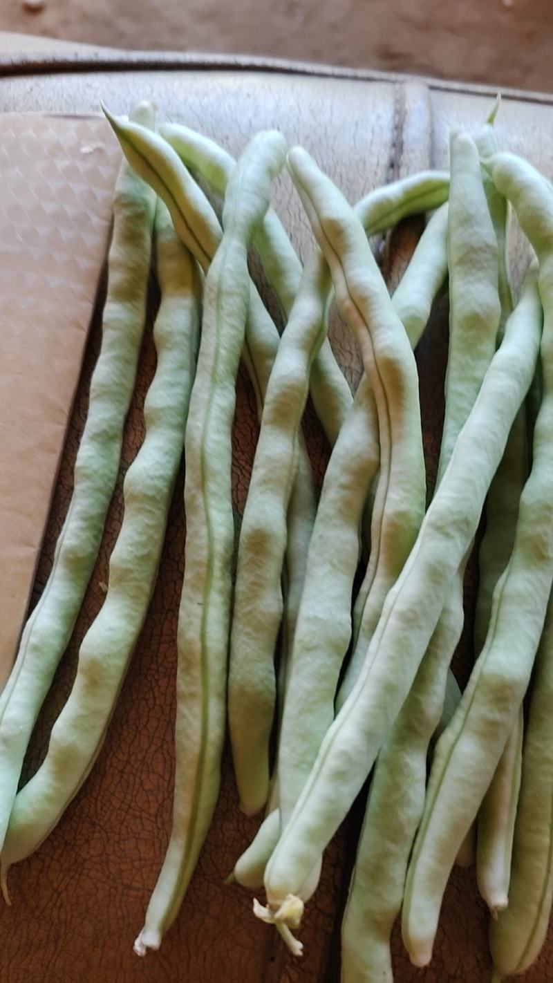 四季豆白豆