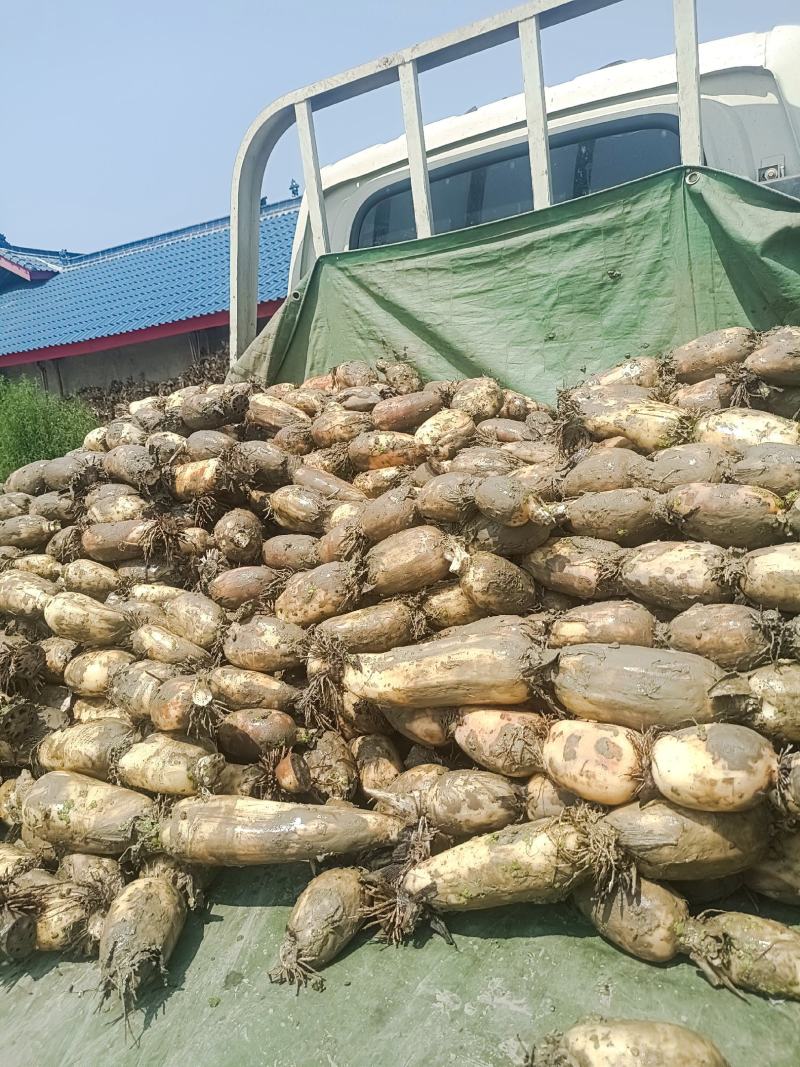 赛珍珠莲藕