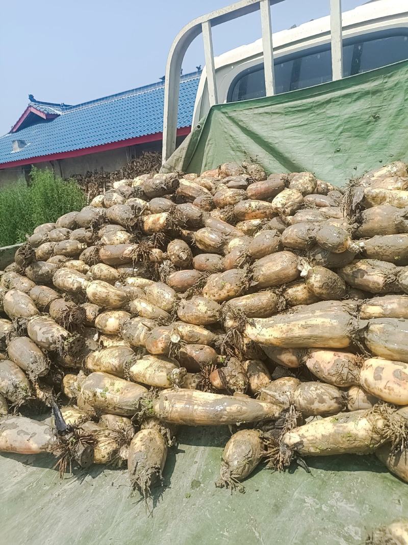 赛珍珠莲藕