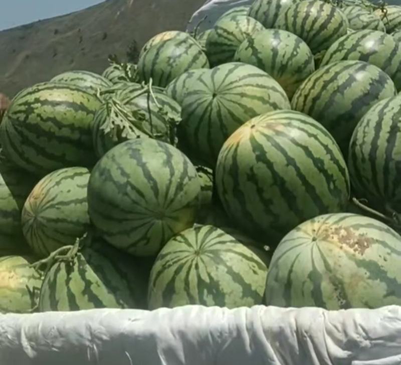 河南省灵宝，精品西瓜大量上市中，皮毛亮含糖量高品种多特大
