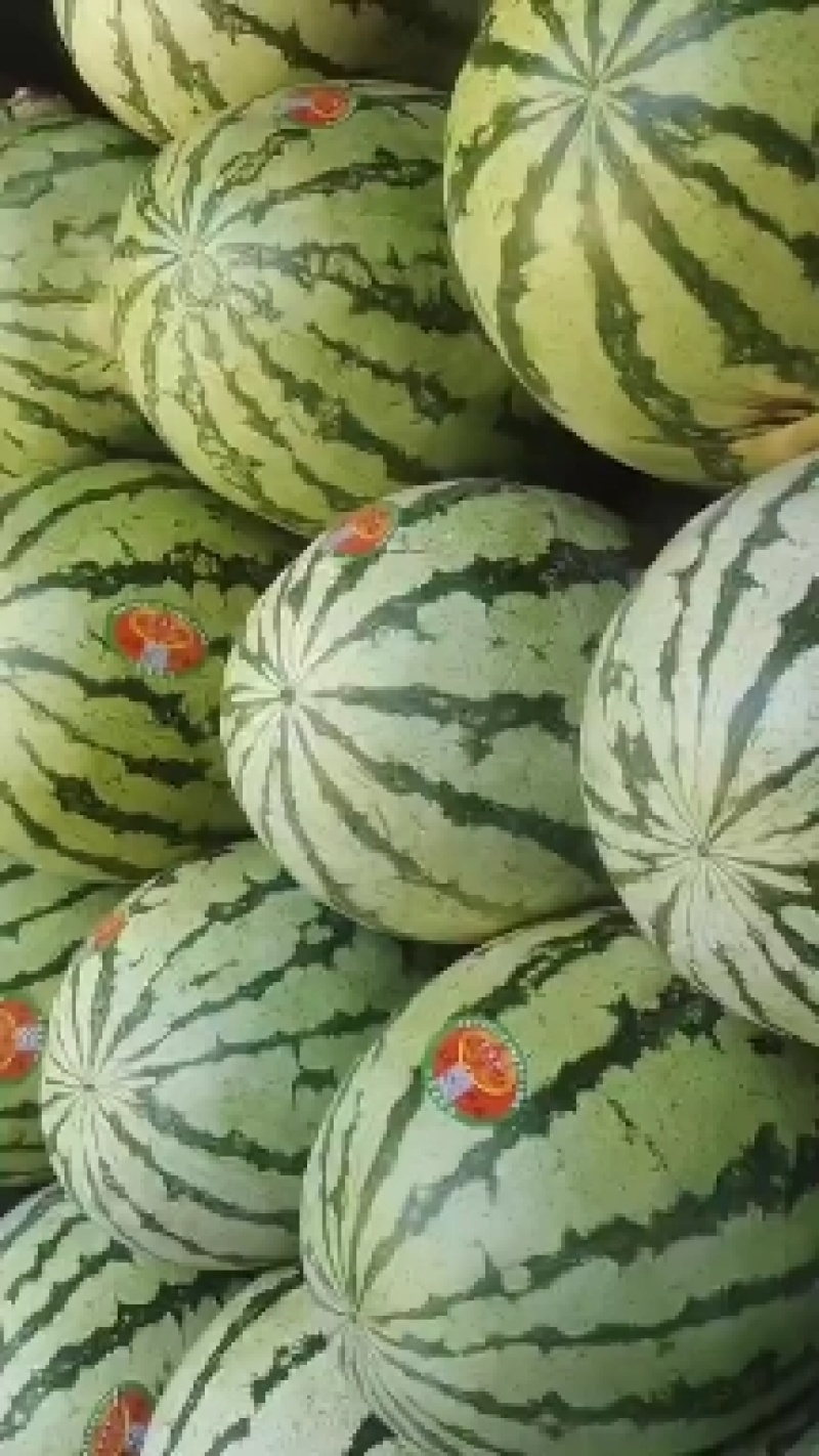 靖远高湾硒砂瓜